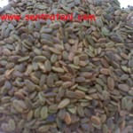 jual-benih-sengon