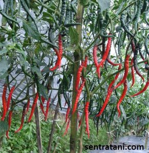 jual benih cabe