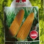 jual-benih-jagung-manis-bonanza-202x300