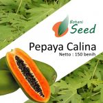 jual-benih-bibit-pepaya-calina-ipb-9-714x1024