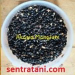 Jual Benih Akasia Mangium