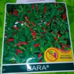 harga-bibit-cabe-207x300