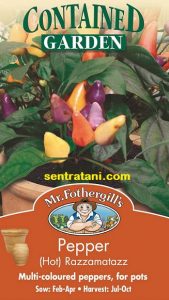 jual bibit cabe rainbow