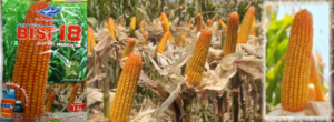 harga bibit jagung hibrida 0856 0856 6034 sentratani harga bibit jagung hibrida 0856 0856 6034 sentratani