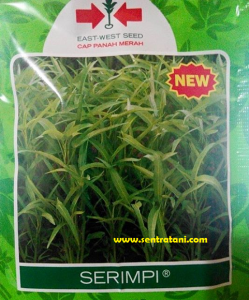 harga bibit kangkung 0856 0856 6034 sentratani harga bibit kangkung 0856 0856 6034 sentratani