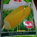 bibit jagung manis secada