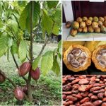 jual benih kakao