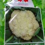 jual bibit kembang kol ilona panah merah