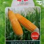 jual-benih-jagung-manis-bonanza9-f1