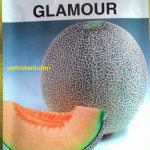 benih melon glamour