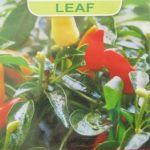 cabe-hias-bonsai-minimix