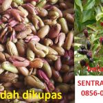 jual benih cengkeh