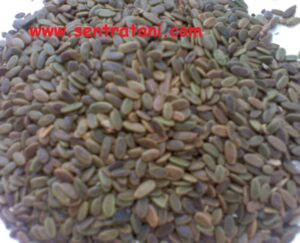 jual-benih-sengon