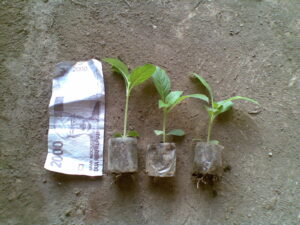 jual-bibit-jabon-1