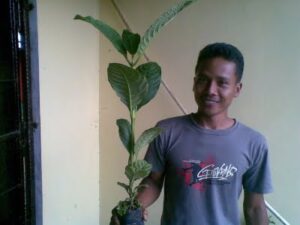 jual-bibit-jabon-2