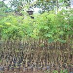 jual bibit sengon