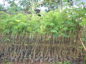 jual bibit sengon