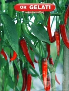 harga bibit cabe