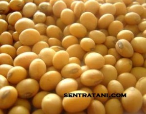 jual benih kedelai