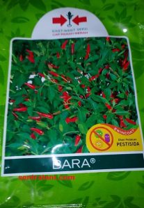 jual-bibit-cabe-rawit