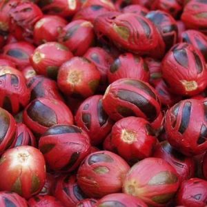 jual benih pala