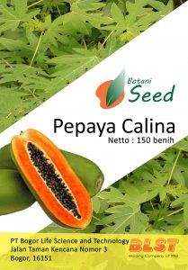 jual benih bibit pepaya calina ipb 9
