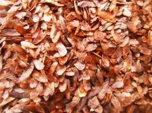 jual benih suren