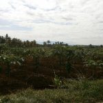pepaya calina ipb