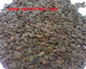 jual benih sengon laut