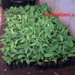 bibit-pisang-1