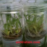 bibit-pisang-kultur-jaringan