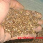 jual benih sengon merah