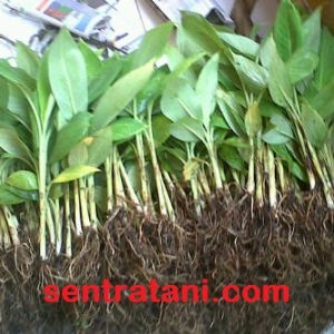 jual bibit pisang