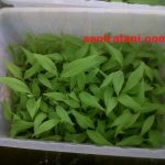 jual-bibit-pisang-cavendish