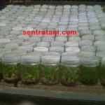jual-bibit-pisang-kultur-jaringan