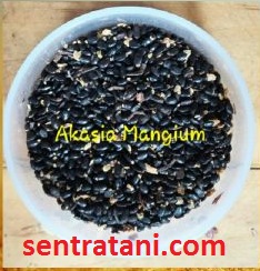 Jual Benih Akasia Mangium