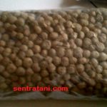 jual benih jati solomon