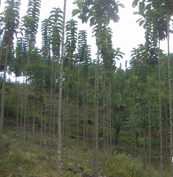 Pohon Jati Solomon