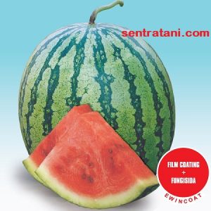 jual bibit semangka