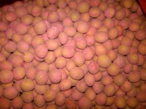 jual bibit edamame