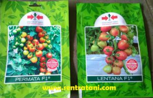 Jual Bibit Tomat Unggul