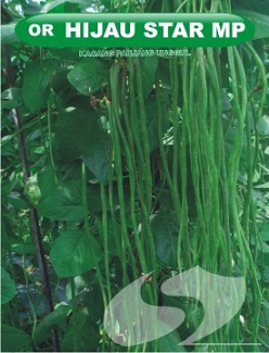 bibit kacang panjang