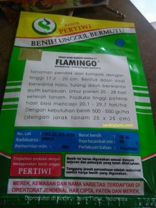 jual benih pakcoy