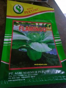 jual bibit pakcoy