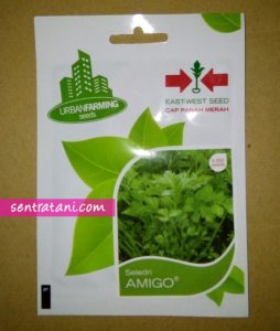 jual bibit seledri
