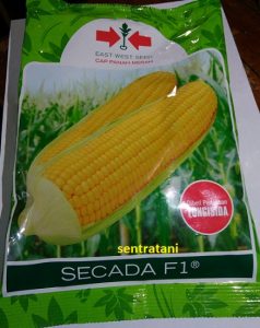 bibit jagung manis secada
