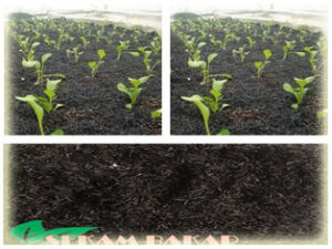 jual arang sekam