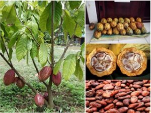 jual benih kakao