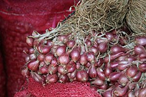 jual bibit bawang merah umbi