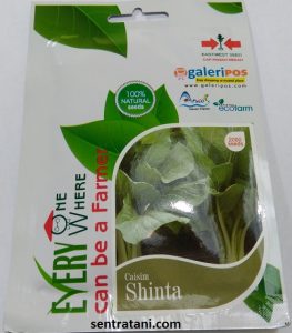jual bibit caisim
